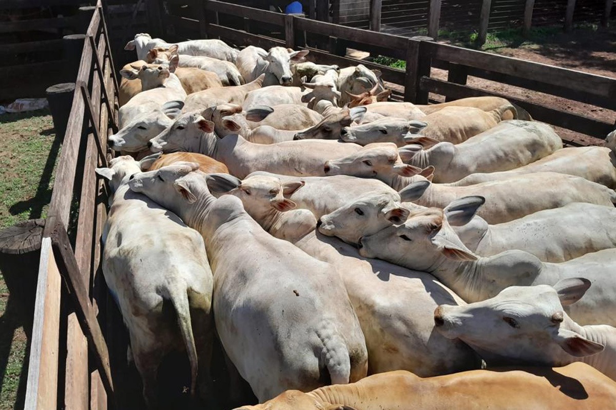 Com apoio da Central Leilões, pecuarista comemora abate precoce